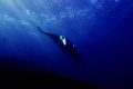   Manta point  
